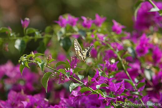 Swallowtail Butterfly on Bouganvillia
