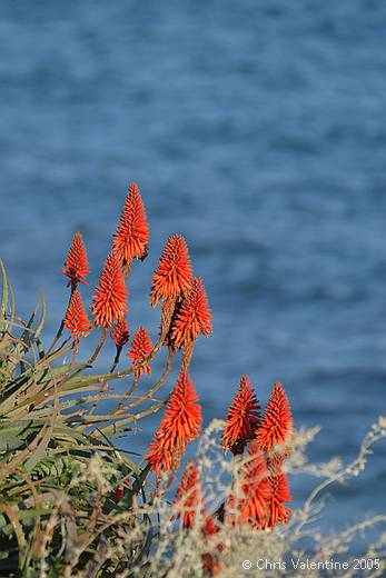 Aloe blooms, coast walk, Imperia