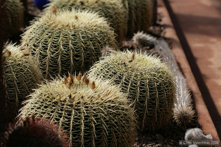 Cacti, Giardino Esotica Pallanca (Pallanca Exotic Gardens), nr Bordighera, Italy