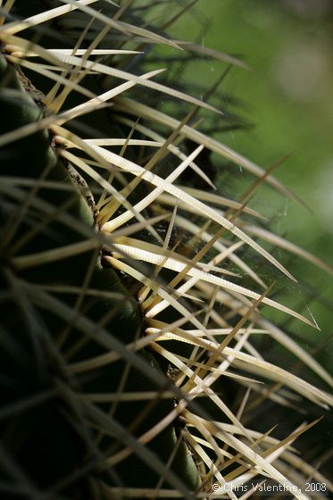Cactus thorn closeups, Giardino Esotica Pallanca (Pallanca Exotic Gardens), nr Bordighera, Italy