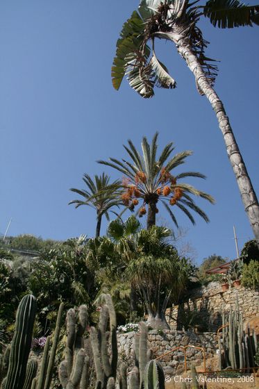 Palm trees, Giardino Esotica Pallanca (Pallanca Exotic Gardens), nr Bordighera, Italy