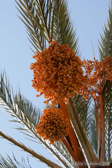 Dates on a palm tree, Giardino Esotica Pallanca (Pallanca Exotic Gardens), nr Bordighera, Italy
