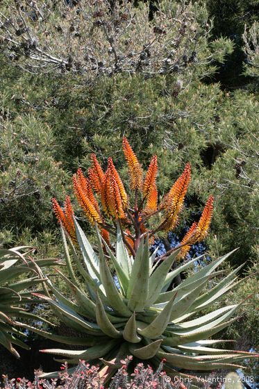 Aloe blooms, Giardino Esotica Pallanca (Pallanca Exotic Gardens), nr Bordighera, Italy